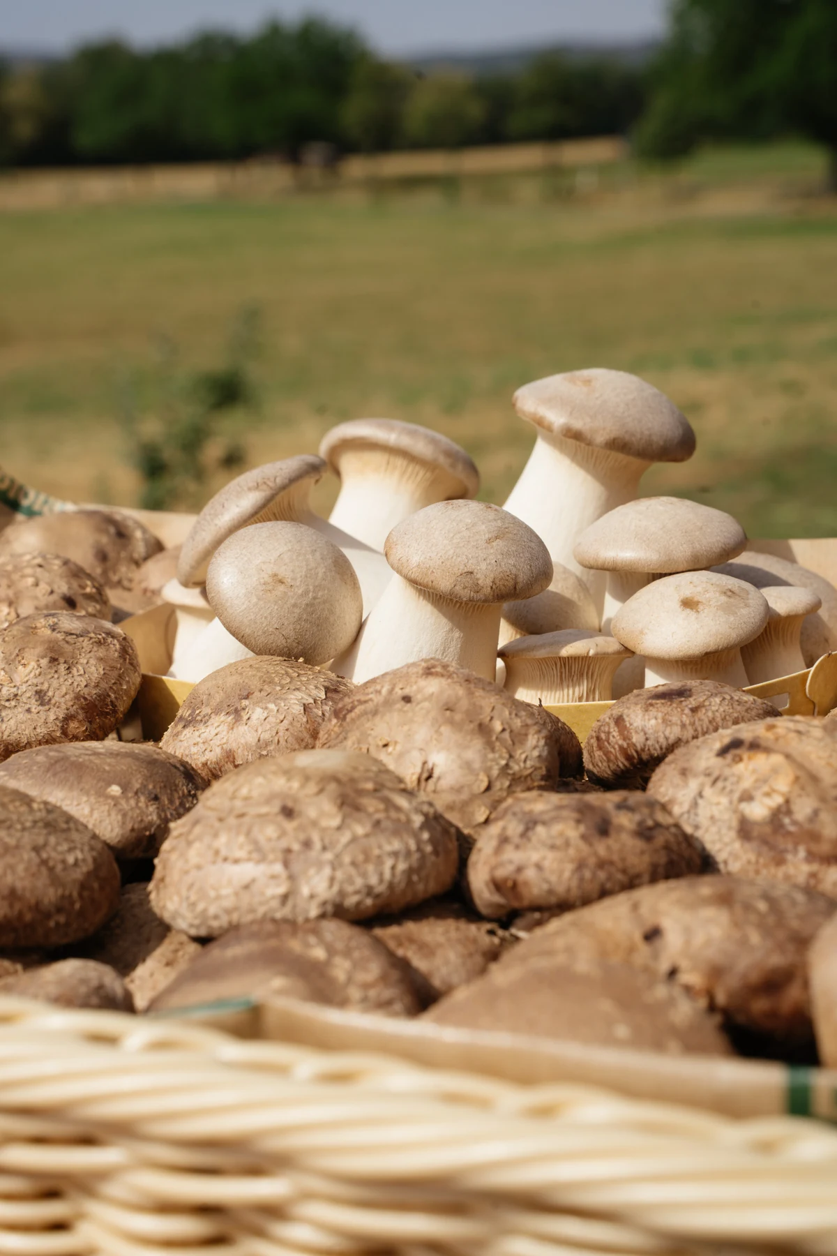 Kräuterseitlinge und Shiitake aus der Aurora-Fotoserie